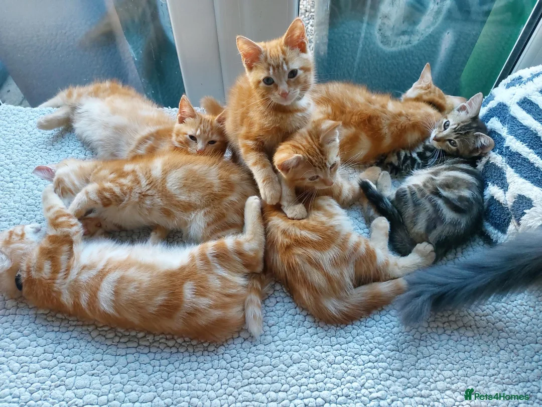 Mixed Breed cats for sale: Maine coon cross Ginger 12 week kittens male - Advert 2