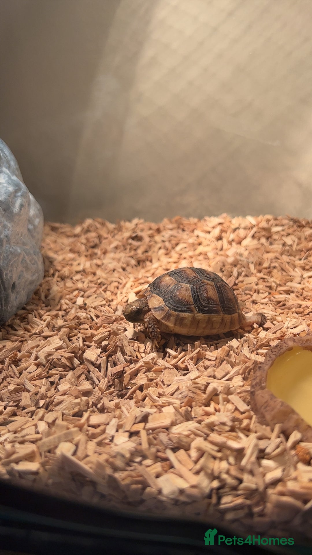 Tortoise reptiles for sale: baby Marginated tortoise for sale  - Advert 3