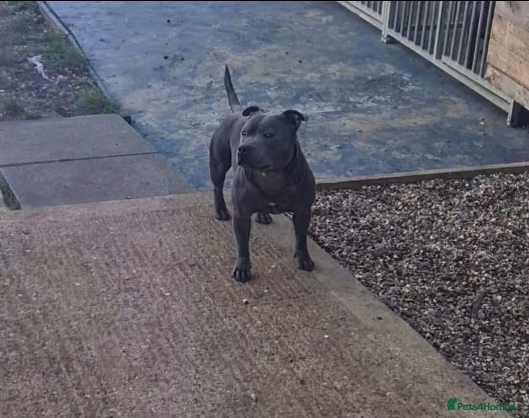 Staffordshire Bull Terrier dogs for sale: Bluebullz☆bullscaff☆5☆☆£2500☆ - Advert 4