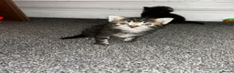 Mixed Breed cats for sale: 4 Mixed Breed Kittens looking for loving home  - Advert 3