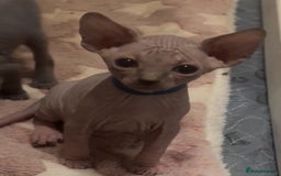 Sphynx cats for sale: Sphinx kittens for sale. Born 06/10/2025 - Image 2