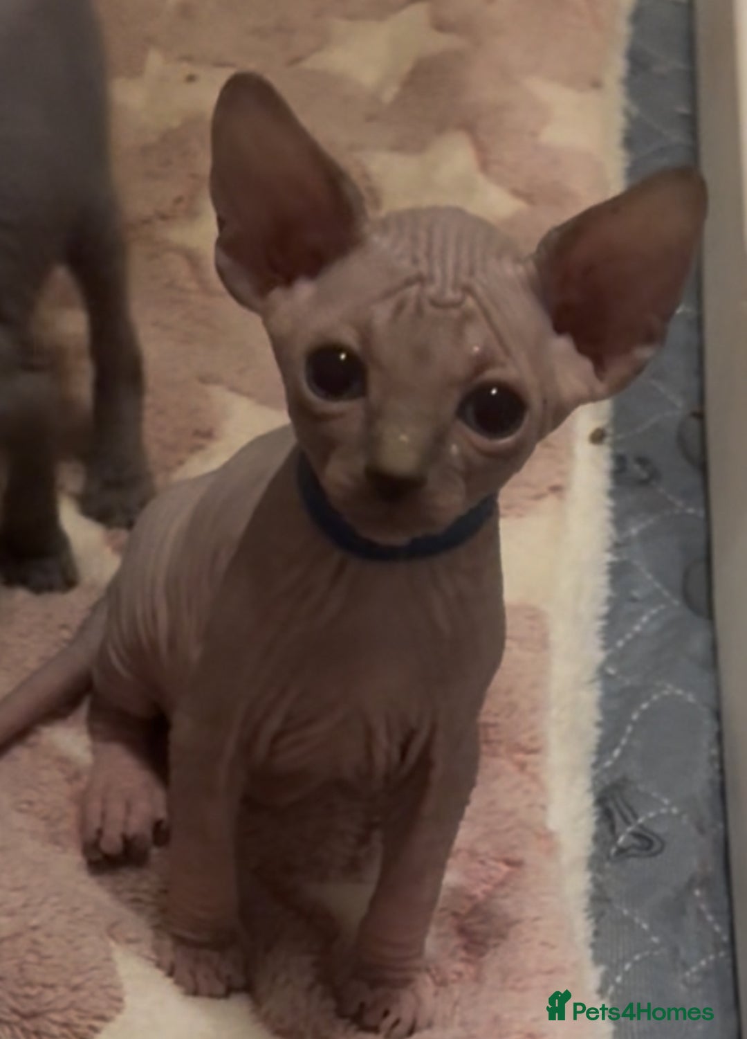 Sphynx cats for sale: Sphinx kittens for sale. Born 06/10/2025 - Image 2