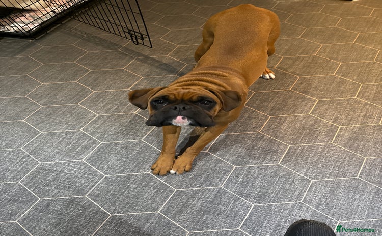 Boxer dogs - Advert 1