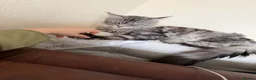 Maine Coon cats for sale: 🐾 BEAUTIFUL MAINE COON KITTENS FOR SALE 🐾 in Margate - Advert 11
