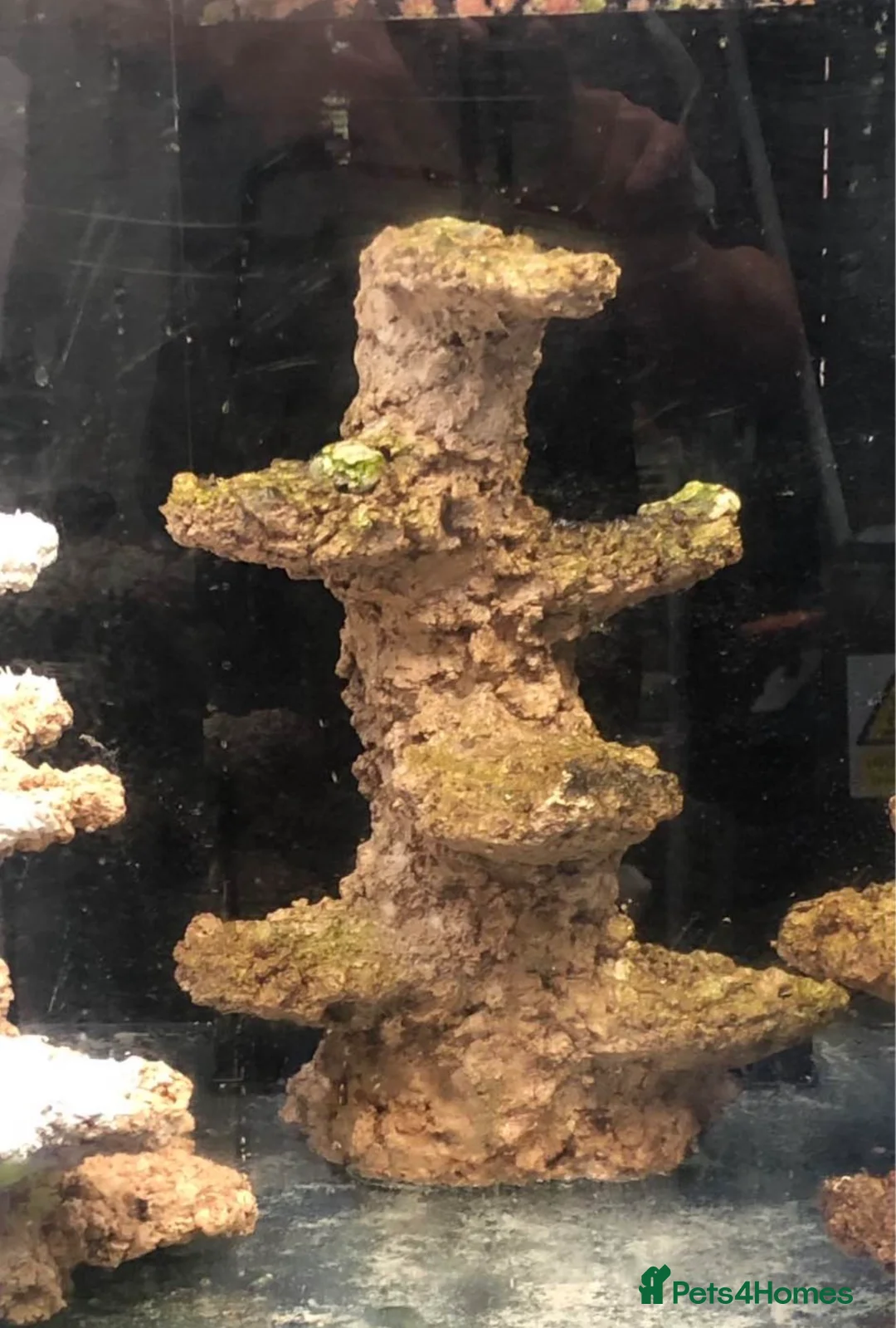 Angelfish fish for sale: mature marine tank closure  - Advert 2