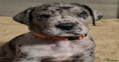 Great Dane dogs Exceptional pups, viewings welcome - Advert 5