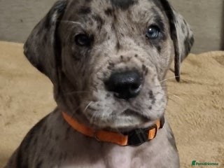 Great Dane dogs Exceptional pups, viewings welcome - Advert 2