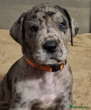 Great Dane dogs Exceptional pups, viewings welcome - Advert 1