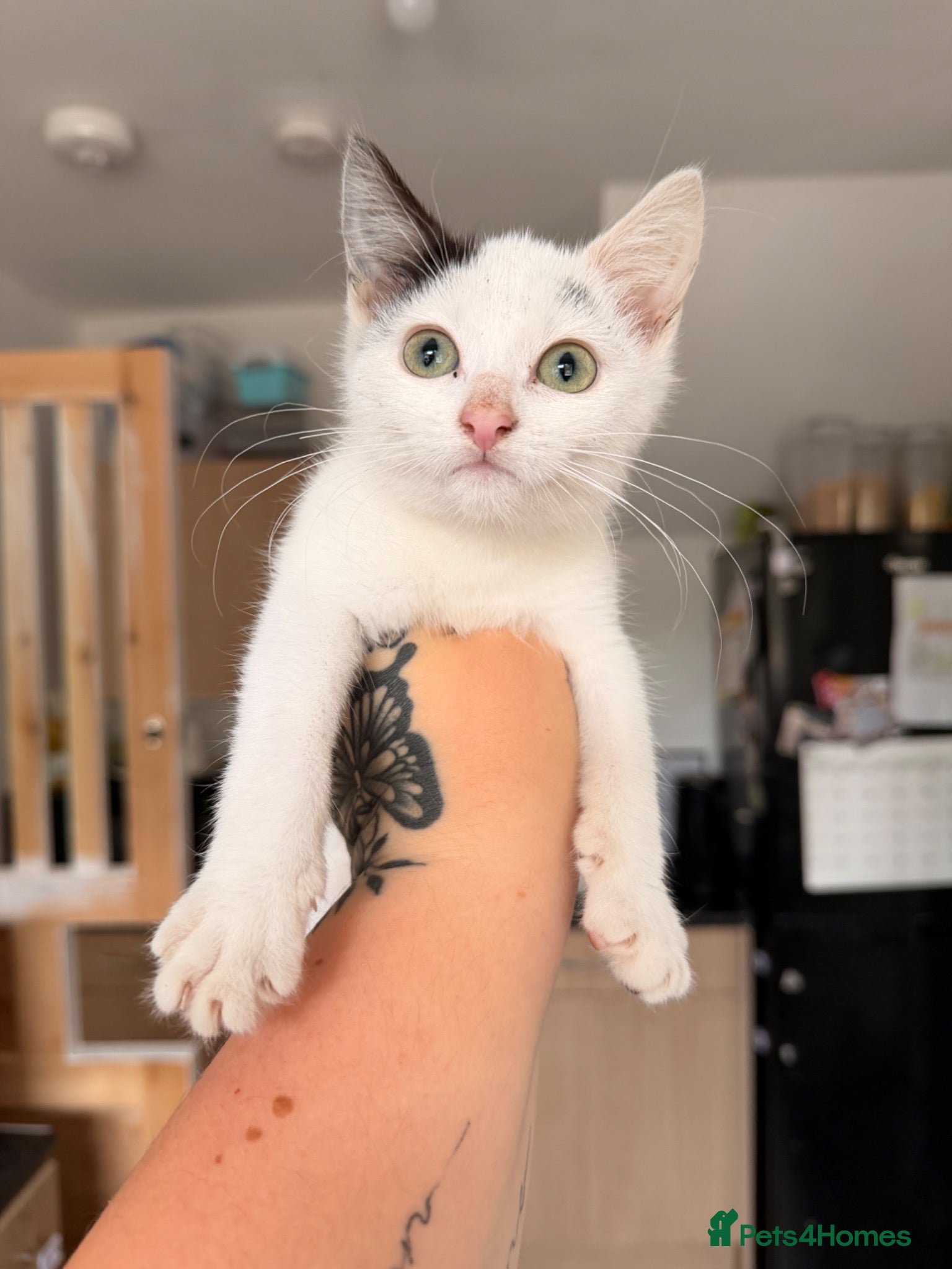Domestic Shorthair cats 9 week old Female Kitten  - Advert 1