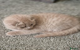 Scottish Fold cats for sale: Stunning TICA Registered Babies - Image 27