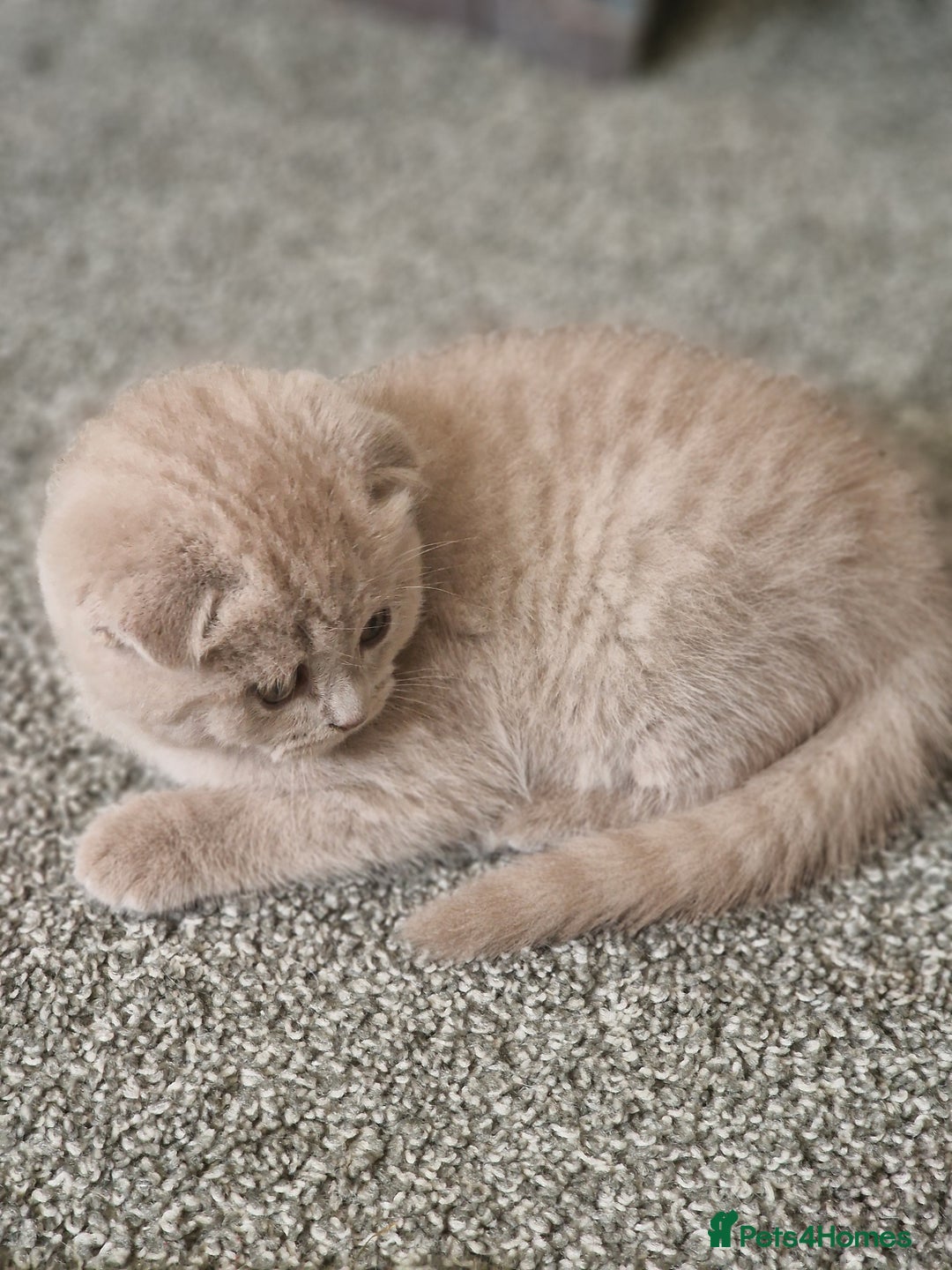 Scottish Fold cats for sale: Stunning TICA Registered Babies - Image 27