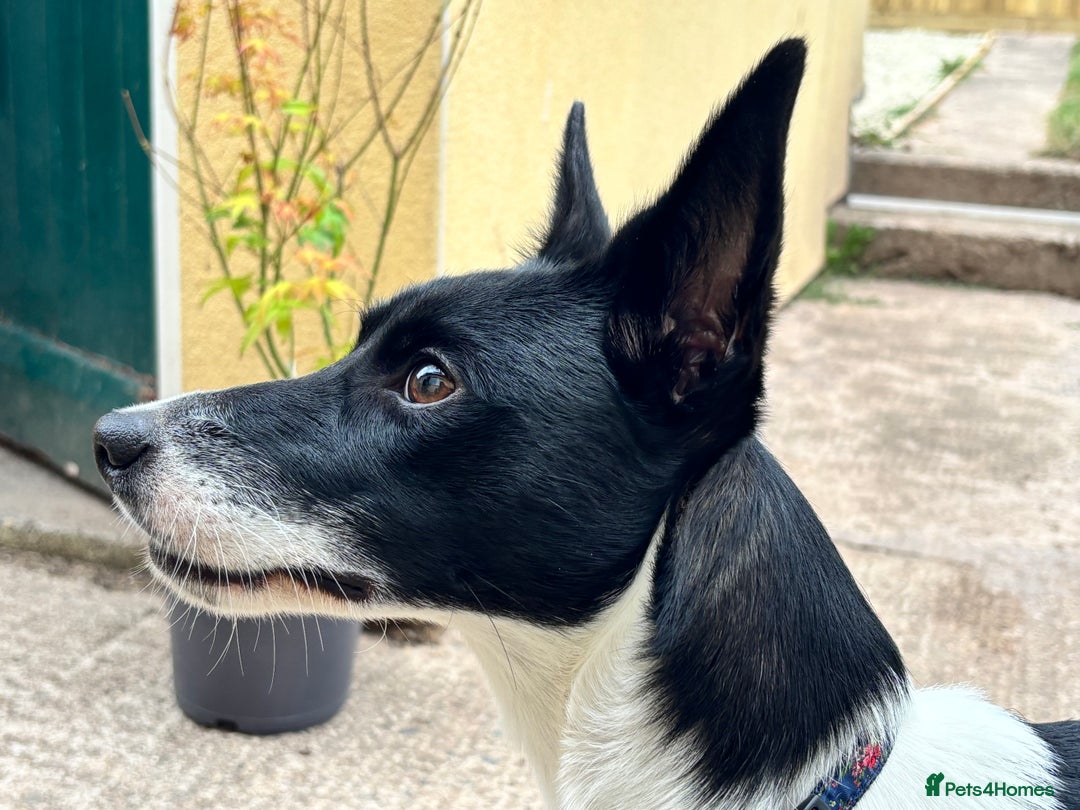 Mixed Breed dogs for sale: Poppy  - Advert 14