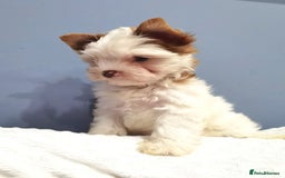 Yorkshire Terrier dogs for sale: Very Beautiful puppies, pure yorkshire terriers  - Advert 31