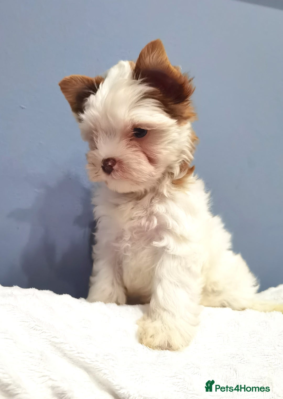 Yorkshire Terrier dogs for sale: Very Beautiful puppies, pure yorkshire terriers  - Advert 31