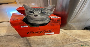 Mixed Breed cats - Advert 2