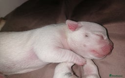 Mixed Breed dogs for sale: Bulldog x Mini Dachund - Image 12