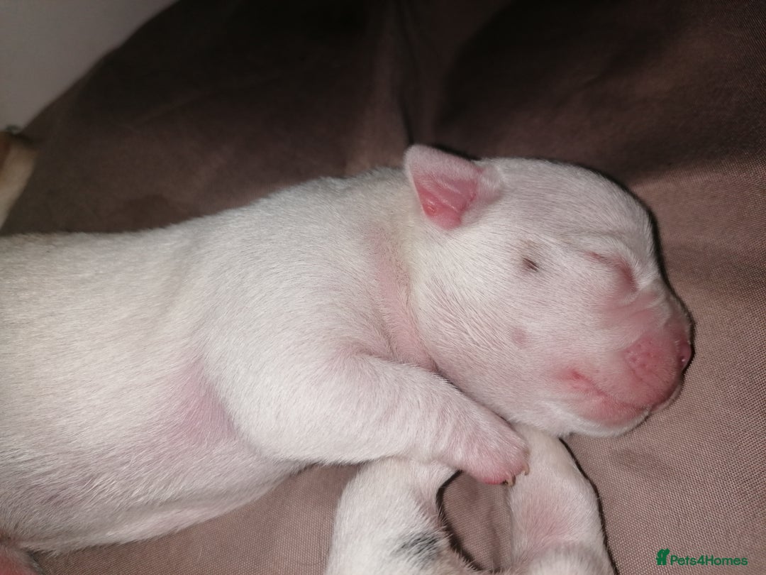 Mixed Breed dogs for sale: Bulldog x Mini Dachund - Image 12