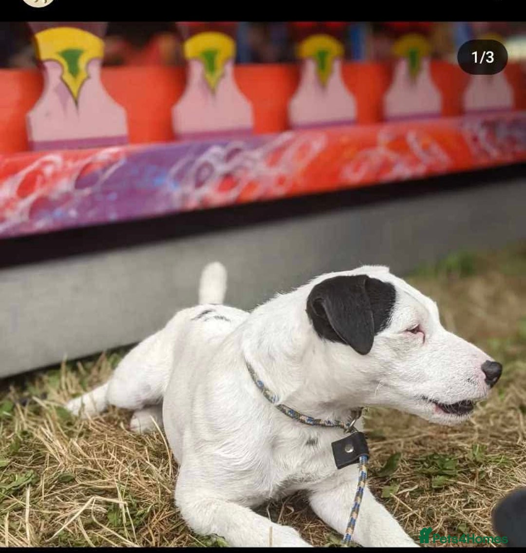 Parson Russell dogs for sale: KC registered Parsons Terriers - Advert 17