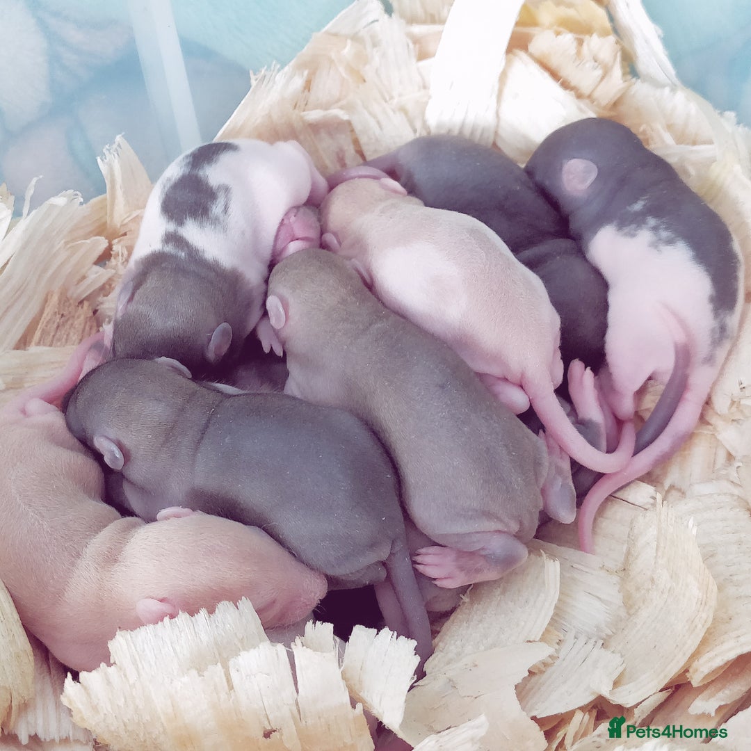 Rat rodents for sale: Lovely Fancy Rat Babies 🐀 - Advert 12