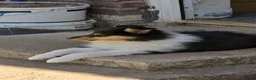 Rough Collie dogs for sale: Full pedigree rough collie puppy  in Ellesmere Port - Advert 3