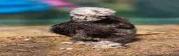 Chickens poultry for sale: USA Silkie Chicks - Advert 7