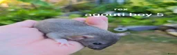 Rat rodents for sale: Beautiful Dumbo rex rats - Advert 5