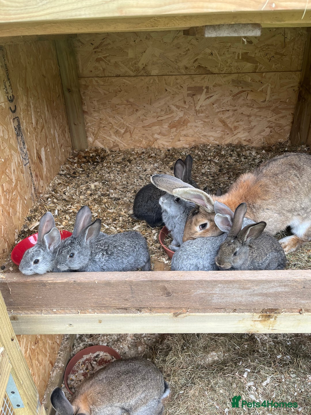 Continental Giant rabbits for sale: Rabbits for sale very nice  - Image 13