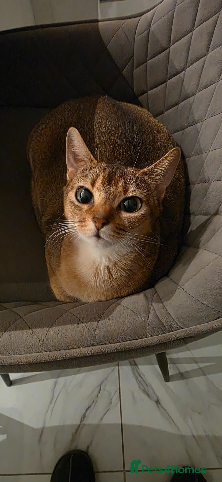 Abyssinian cats Beautiful Abyssinian female kittens  - Advert 1
