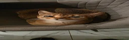 Abyssinian cats for sale: Beautiful Abyssinian female kittens  - Advert 1
