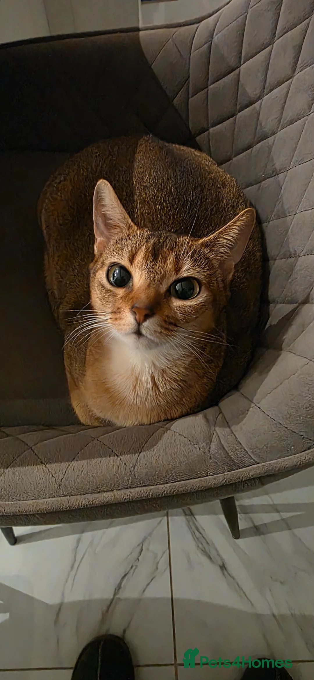 Abyssinian cats for sale: Beautiful Abyssinian female kittens  - Advert 1