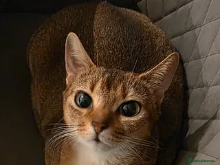 Abyssinian cats for sale: Beautiful Abyssinian female kittens - Advert 1