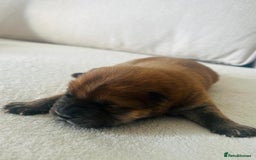 Chow Chow dogs for sale: Gorgeous Chow Chow Puppies Raised in a loving Home - Image 13