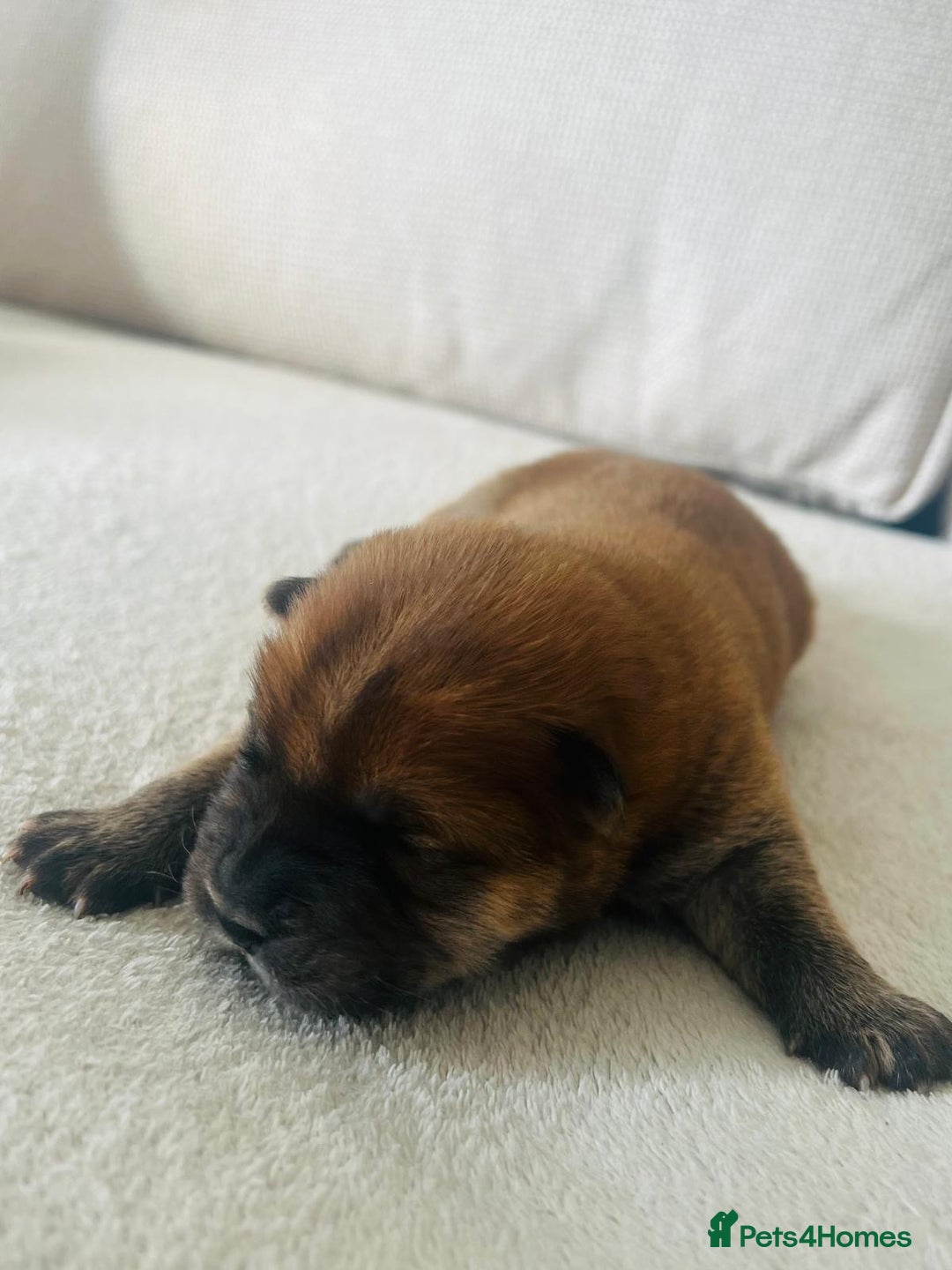 Chow Chow dogs for sale: Gorgeous Chow Chow Puppies Raised in a loving Home - Image 13