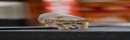 Abyssinian cats for sale: Marvellous Margot - Advert 10