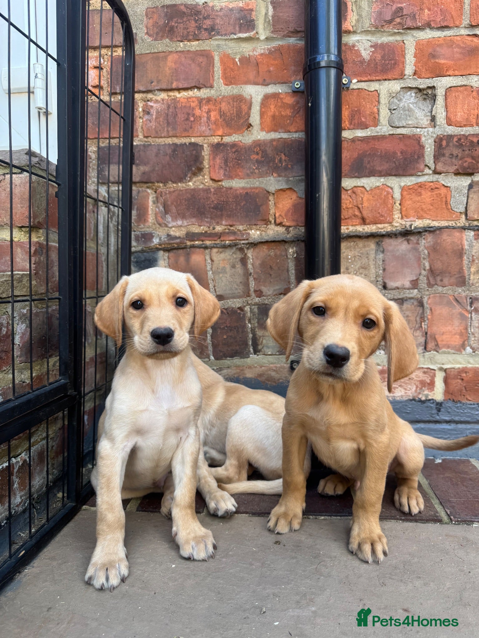 Labrador Retriever dogs KC Working line- From health tested parents  - Advert 1