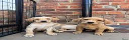 Labrador Retriever dogs for sale: KC Working line- From health tested parents  - Advert 1