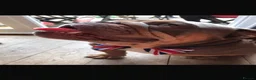 English Bulldog dogs for sale: Bez 4 year old Male English Bulldog in Cleckheaton - Advert 3