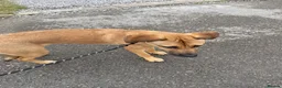 Mixed Breed dogs for sale: Beautiful 10 month old mixed breed female- Sasha  - Advert 3