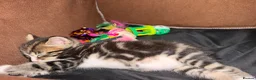 Mixed Breed cats for sale: Kittens for sale - Advert 13