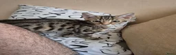 Mixed Breed cats for sale: Cute tabby kitten - Advert 14