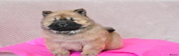 Chow Chow dogs for sale: Pedigree Chow Chow puppies available 🐶 - Advert 21