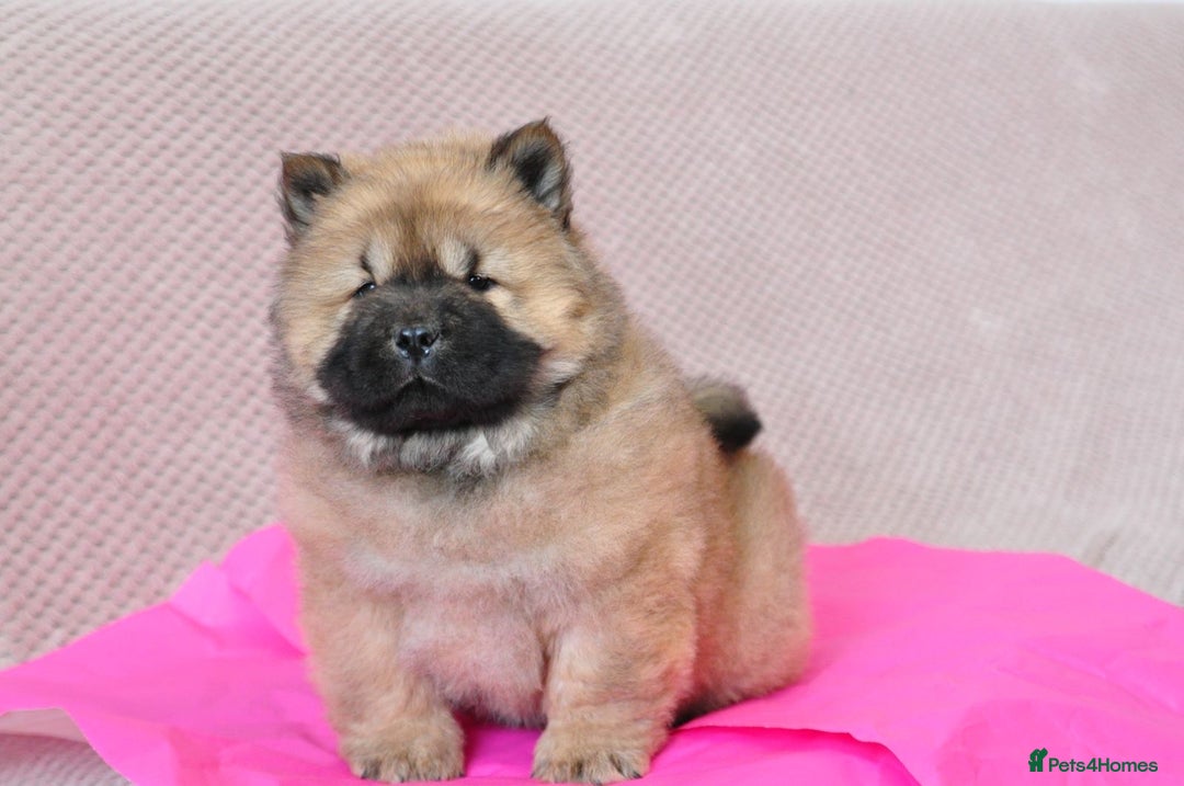 Chow Chow dogs for sale: Pedigree Chow Chow puppies available 🐶 - Advert 21