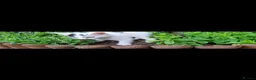 British Shorthair cats for sale: Adorable Kittens Looking for Their  Homes! - Advert 10
