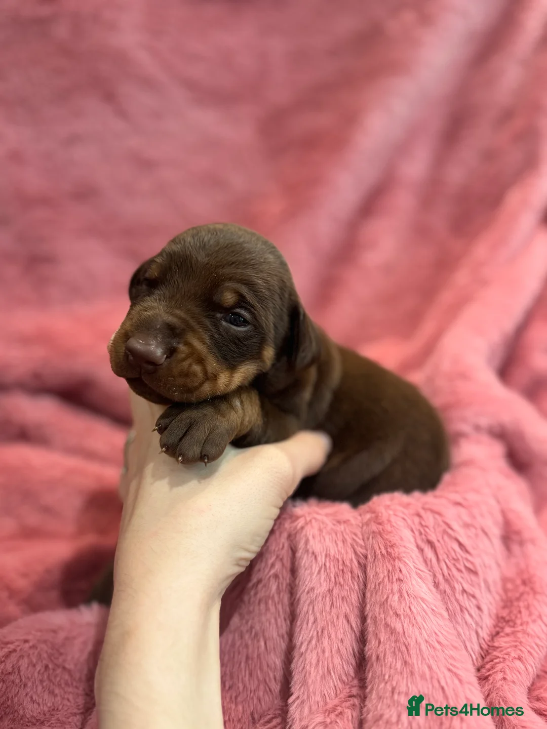 Dobermann dogs for sale: Brown and tanned Doberman puppies KC registered   - Advert 17