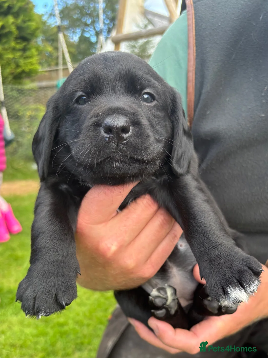 Springador dogs for sale: Springadors Puppies 👀🏡♥️ in Banchory - Advert 7