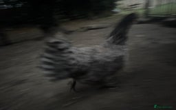 Chickens poultry for sale: Flock of Chickens - Image 16