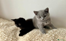 British Shorthair cats for sale: Ready to go pure breed British shorthair kittens - Image 8