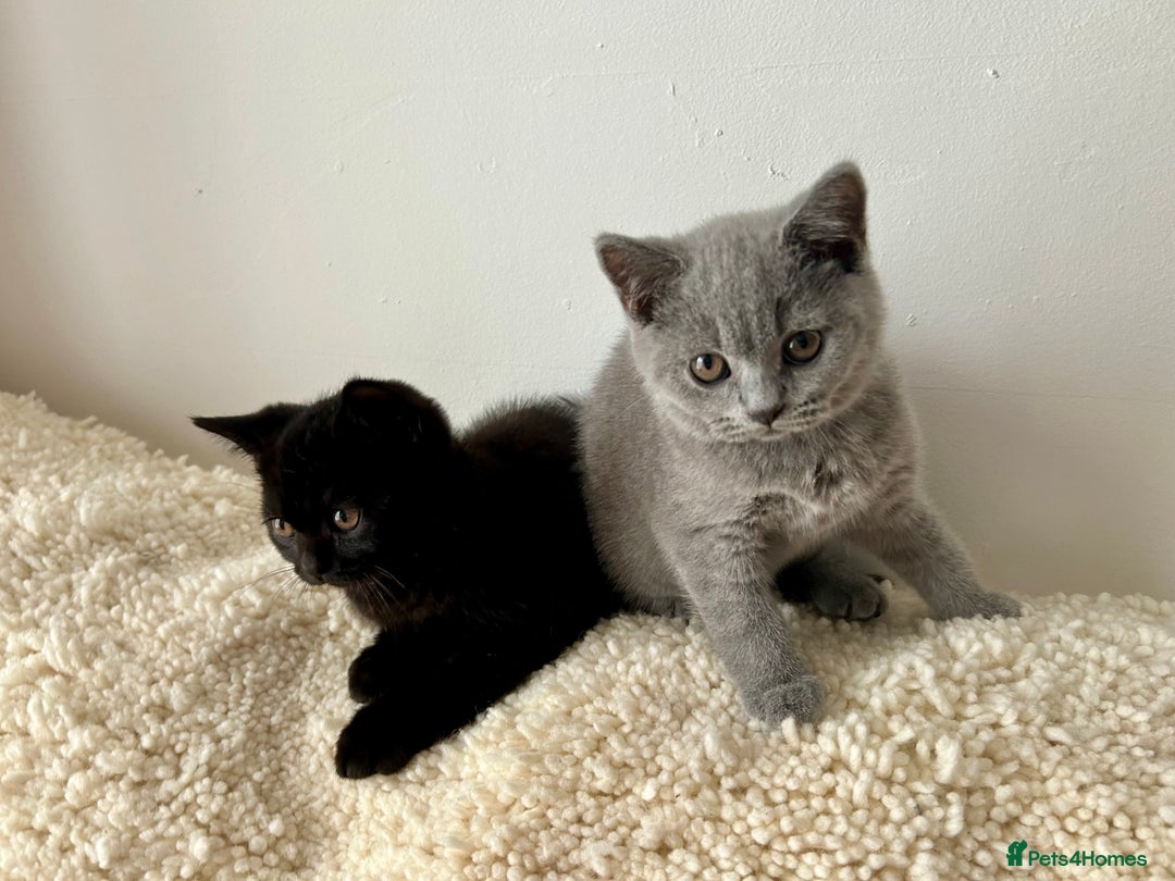 British Shorthair cats for sale: Ready to go pure breed British shorthair kittens - Image 8