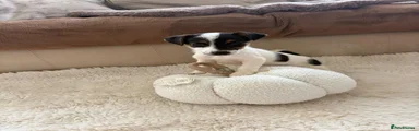 Jack Russell 1