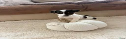 Jack Russell dogs for sale: 6 Lovley Jack Russel pups  - Advert 7